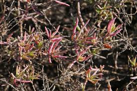 Image result for Suaeda