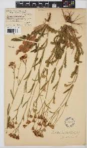 Image result for Senecio hastatus