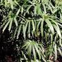 Broadleaf lady palm from edis.ifas.ufl.edu