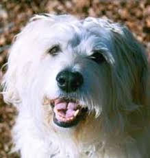 Check spelling or type a new query. Senior Pet Care Near Me 22205 Ballston Animal Hospital