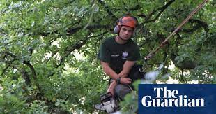 Works under the close direction of senior personnel in the functional area. How Do I Become An Arborist Work Careers The Guardian