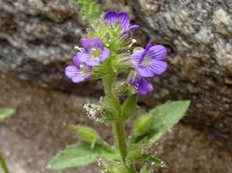 Image result for Stemodia serrata