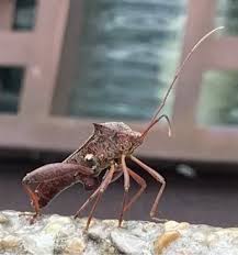 Image result for Micractis bojeri