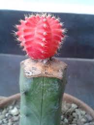 Pues la verdad una vez me sucedió, no necesariamente debe ser algo negativo, era simplemente un pelito que nació al revés, o sea, en vez de salir hacia afuera crece hacia me dieron antibióticos por la inflamación y ya, pero de todos modos siempre es bueno preguntarle a un profesional de la salud. Problemas Plagas Y Enfermedades En Cactus