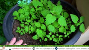 865 likes · 2 talking about this · 68 were here. Balkongarten Rundgang 24 Mai 2018 Brennnessel Wachst Youtube