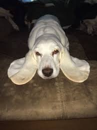 Black And White Basset Hound Puppy Yes Im An All White Basset Hound Aslynn Snow The All White Basset Hound Basset Puppies Hound Puppies Hound Dog