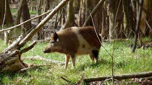 Any expert tips would be much appreciated! Feds Develop Poison To Kill Hogs Like Those Ravaging Congaree National Park Charlotte Observer