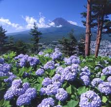 Special Issue Mt Fuji Mt Fuji With Flowers Is The One You Cannot Miss