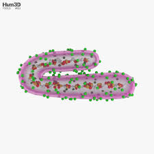 The disease is characterised by a sudden onset of high fever, headache, and general malaise. Marburg Virus 3d Model Life And Leisure On Hum3d
