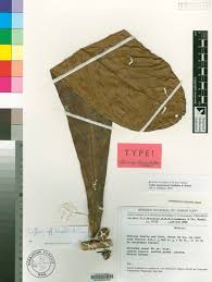 Image result for Magnistipula