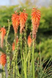 Image result for Kniphofia