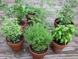 Culinary Herb Collection Kit 18 Most Popular Herb Seed Varieties In One Price Medicinal Herbs Garden Outdoor Herb Garden Planting Herbs