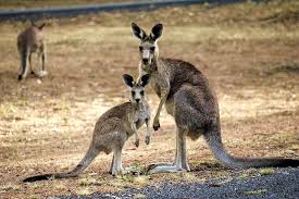 Free Image On Pixabay Kangaroo Australia Nature Australia Animals Animals Wild Animals