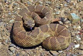A few populations in new mexico, utah, and other distinct locations do not have the distinctive neck band. Snakes Tri City Animal Shelter Fremont Ca