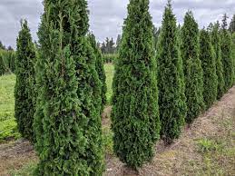 My neighbours holmstrup cedars are turning brown from the base of the tree moving up. Thuja Occidentalis Holmstrup Holmstrup Cedar Camson Creek Cedars