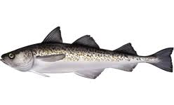 When selecting alaskan pollock, choose thick fillets. Alaska Pollock Wikipedia