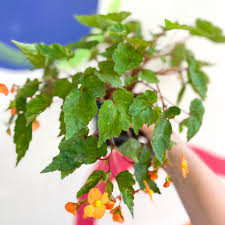 Image result for Begonia sutherlandii