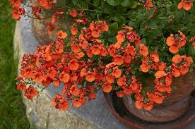 Image result for ostruhatka