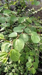 Agar tidak terjadi kesalahan dalam mengelola sistem penggajian di perusahaan, ada beberapa hal tentang gaji pokok dan umr yang harus anda ketahui. Beli Daun Bidara Di Singapura Bidara Arab 0877 3847 5085 Ø¨ Ø³ Ù… Ø§Ù„Ù„ Ù‡ Ø§Ù„Ø± Ø­ Ù… Ù† Ø§Ù„Ø± Ø­ ÙŠ Ù…