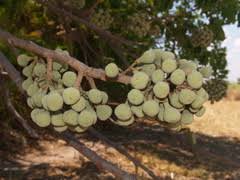 Image result for Trichilia prieuriana