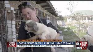 Complaints from residents of the community reportedly sparked the. Dogs Rescued From Fl Puppy Mill Headed To Tampa Bay Humane Society Tampa Bay