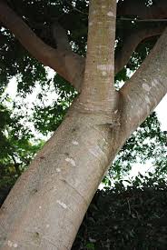 Image result for Albizia glaberrima