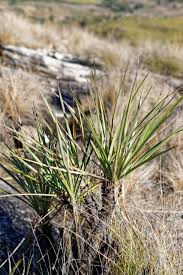 Image result for Xerophyta