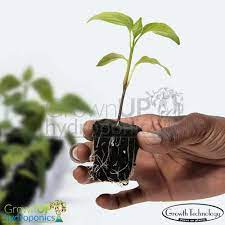 I'm hoping now that i can. Root Riot Propagation Plugs 24 Tray 50 Or 100 Refill Bag Natural Or Rockwool
