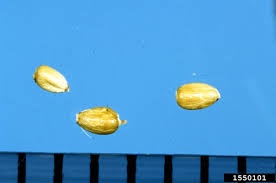We did not find results for: Yellow Nutsedge Cyperus Esculentus In Greater Depth Eorganic