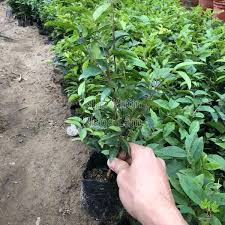 Quả nho khi đang phát triển quả nho thân gỗ lúc chưa chín có màu xanh, một thời gian sau quả chuyển sang màu hồng và khi chín hẳn có màu tím. Nho Than Gá» Va Nhá»¯ng Thong Tin Cáº§n Thiáº¿t Cho Nha Nong