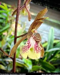 Image result for Oeceoclades