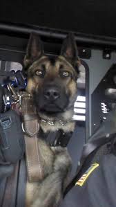 Military Working Dog Those Eyes Always Alert German Shepherd Hayvanlar Hayvan Ve Polis