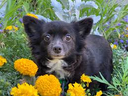 Maybe you would like to learn more about one of these? Ohio Animal Shelter Overflowing After 84 Chihuahuas Are Confiscated From 1 Home Cbs Pittsburgh