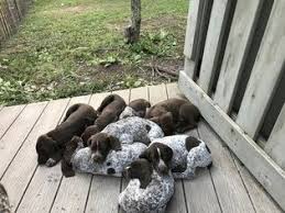 In the article below, we will provide more details about the german shorthaired pointer price. Find German Shorthaired Pointer Dogs And Puppies From North Carolina Breeders Brushy Mountain Short Pointer Puppies Gsp Puppies German Shorthaired Pointer Dog