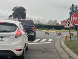 En cabos del lago usted encontrará todo lo que necesita: Bjufqwdfy Oclm