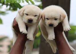 You also need to consider the impact of a lab on your home and life. Labrador Puppy Price In Pune Labrador Puppy Price In Pune Premium Pet House