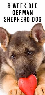 It normally coincides with when they stop or shortly after they stop teething. 8 Week Old German Shepherd Dog Facts And Puppy Routines