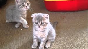 British Shorthair Scottish Fold Kirmasi British Shorthair