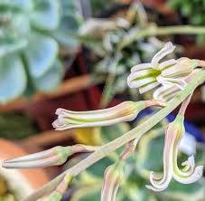 多肉植物ハオルチアの花言葉はなに？花が咲く時期や名前の由来を紹介｜🍀GreenSnap（グリーンスナップ）