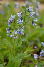 Image result for Boraginaceae