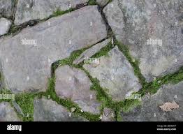 Yes, You Can Kill Patio Moss With Vinegar — Here'S How