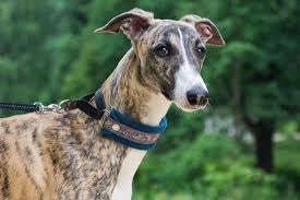 How much are italian greyhound puppies? Miniature Greyhound What Owners Need To Know Sitstay