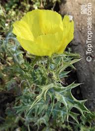 Image result for Argemone