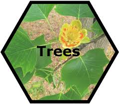 We grow most of our plants onsite and you can see the difference. Cache Valley Nursery Specimen Trees Uncommon Shrubs Rare Perennials
