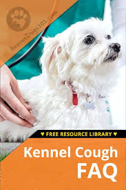 Natural Home Remedies For Kennel Cough Kennel Cough Treatment Dog Coughing Dog Training Books