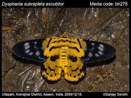 Image result for Dysphania