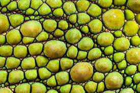 「http://pantherchameleon.de skim」的圖片搜尋結果