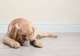 Why Does Your Dog Lay Down To Eat And How To Stop It Wigglywisdom Com
