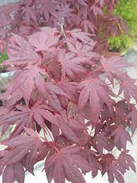 Leaves turn greenish red during hot weather in the southern part of its range. White Spots On Japanese Acer Bbc Gardeners World Magazine