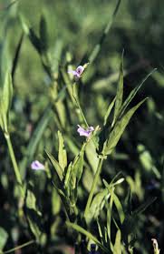 Image result for Justicia australis